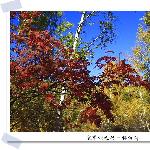 塞罕坝之行-桦树沟红叶图片 自然风光 风景图片
