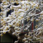 雪中植物图片 自然风光 风景图片