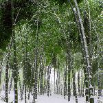 雪中竹图片 自然风光 风景图片