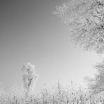 黑白世界——雾凇岛图片 自然风光 风景图片