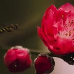 白云山的桃花图片 自然风光 风景图片