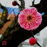 江南的红梅图片 自然风光 风景图片