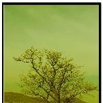 孤树图片 自然风光 风景图片