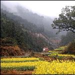 ..婺源-江岭-油彩花图片 自然风光 风景图片