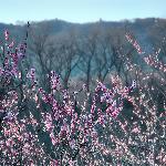 南京梅花山之暖阳繁花图片 自然风光 风景图片