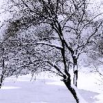 雪色记忆图片 自然风光 风景图片