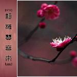 ∵红梅赞春来∵图片 自然风光 风景图片