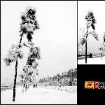 雪-义乌鸡鸣山公园图片 自然风光 风景图片