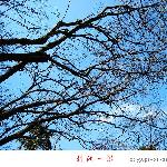树枝丫图片 自然风光 风景图片