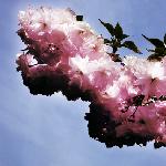 “小园新种红樱树，闲绕花枝便当游”图片 自然风光 风景图片