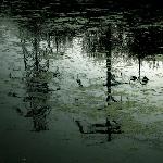 年月日《池塘》图片 自然风光 风景图片