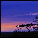 非洲塞伦盖提的日出、金合欢和热气球图片 自然风光 风景图片