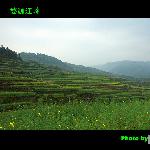 江岭油菜花梯田图片 自然风光 风景图片