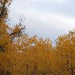 额济纳——金色胡杨图片 自然风光 风景图片