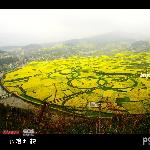 油菜花香奥运年图片 自然风光 风景图片