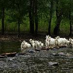 牧羊（大军）图片 自然风光 风景图片