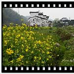 中国最美的乡村--油菜花的春天图片 自然风光 风景图片