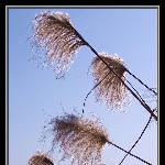 长江。芦苇。船图片 自然风光 风景图片