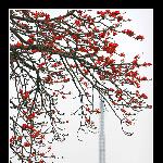 三月木棉红图片 自然风光 风景图片