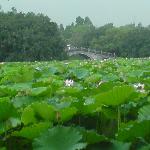 荷塘--初夏图片 自然风光 风景图片