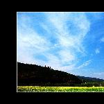 云南油菜花之二图片 自然风光 风景图片