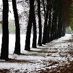 雪后的上海森林公园图片 自然风光 风景图片