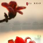 木棉红图片 自然风光 风景图片