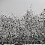 那场大雪(片终)图片 自然风光 风景图片