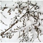 雪之印象图片 自然风光 风景图片