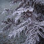 冬、树、霜图片 自然风光 风景图片