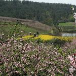 桃花与菜花图片 自然风光 风景图片
