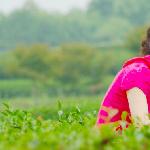 白果园：采茶的少女图片 自然风光 风景图片
