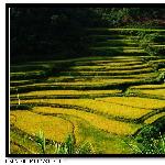 金色梯田图片 自然风光 风景图片