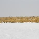 冬季湿地图片 自然风光 风景图片