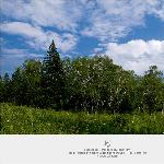 大美长白山（三）——岳桦林！图片 自然风光 风景图片