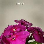 暴雨初歇图片 自然风光 风景图片