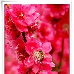 在哪桃花盛开的季节---红桃花图片 自然风光 风景图片