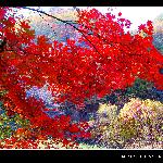 九月霜枫红似火（一）图片 自然风光 风景图片