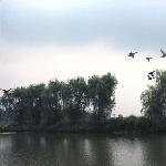 盐城李中水上森林—野鸭飞翔图片 自然风光 风景图片