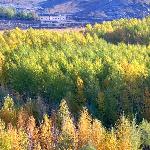 金色新疆（之六）——可可托海图片 自然风光 风景图片