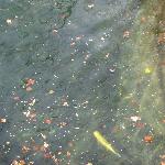 长白山天池中的热带鱼图片 自然风光 风景图片