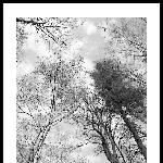 《黑白·白桦林》图片 自然风光 风景图片