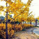 秋天里的浪漫公园图片 自然风光 风景图片