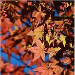 秋的贵州图片 自然风光 风景图片