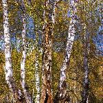 禾木村之二——白桦树图片 自然风光 风景图片