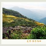 龙脊.金色梯田之二图片 自然风光 风景图片