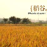 《稻谷，丰收的季节》图片 自然风光 风景图片