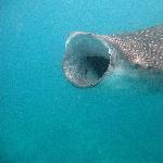 MALDIVES归来不看海，鲸鲨（whale shark)图片 自然风光 风景图片