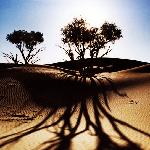 大漠倩影图片 自然风光 风景图片