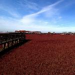 世界奇观（红海滩）图片 自然风光 风景图片